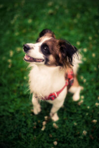 Toronto Photographer Portfolio Image